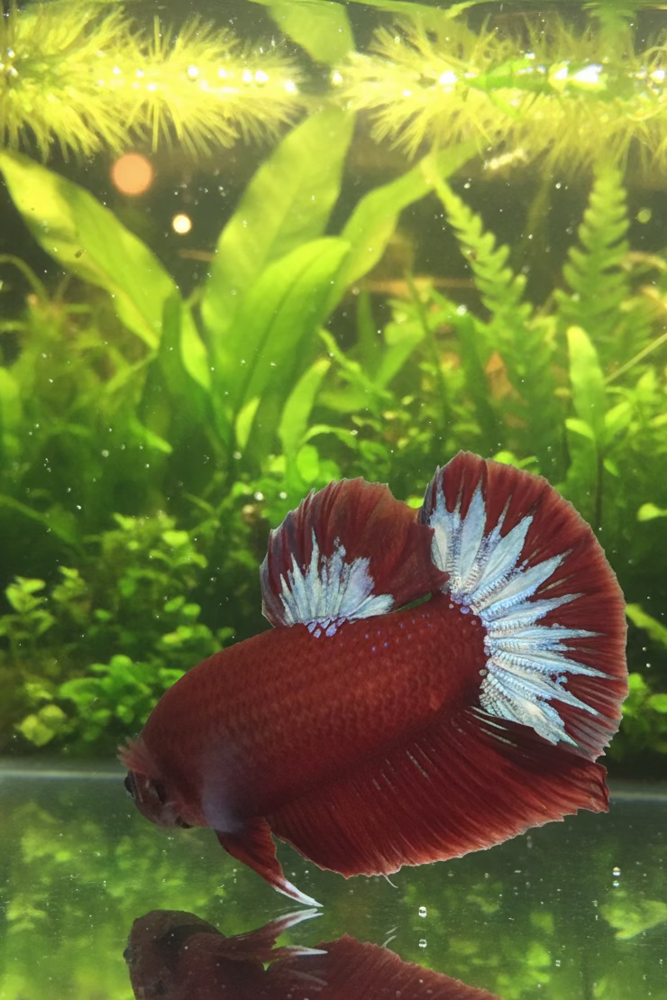 HMPK Hellboy Betta