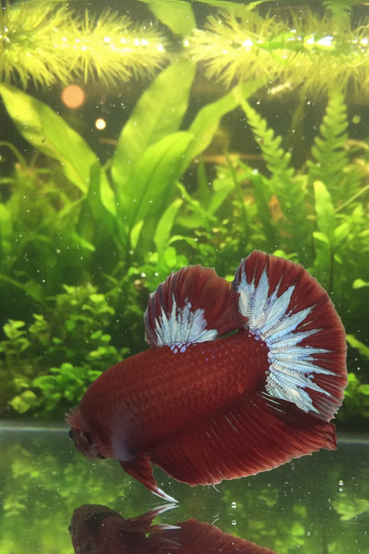 HMPK Hellboy Betta