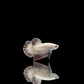 HMPK Hellboy Betta