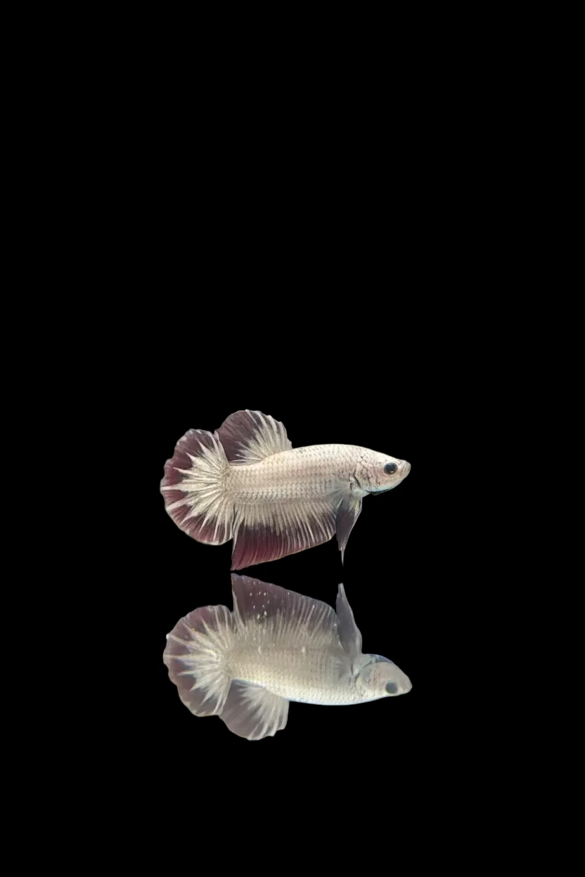 HMPK Hellboy Betta