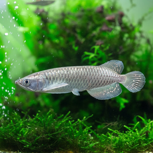 JARDINI / PEARL AROWANA