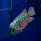KING KAMFA FLOWERHORN