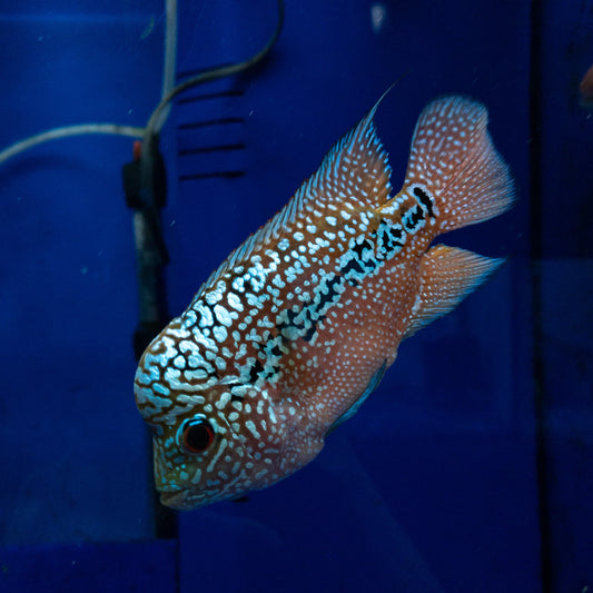 FLOWERHORN – Angel Exotix Aquarium