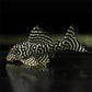 L333 King Tiger Pleco