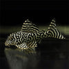 L333 King Tiger Pleco
