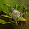 Leopard Angelfish freshwater aquarium fish with spotted pattern
