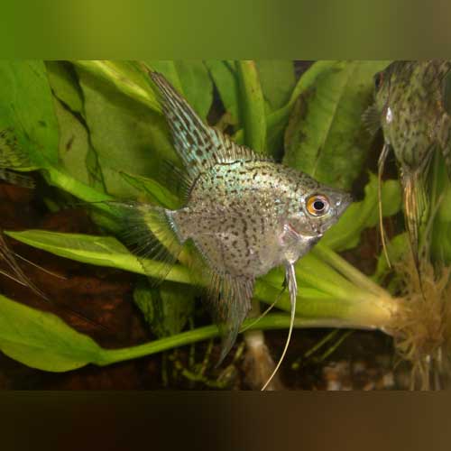 Leopard Angelfish freshwater aquarium fish with spotted pattern