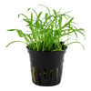 Lilaeopsis brasiliensis