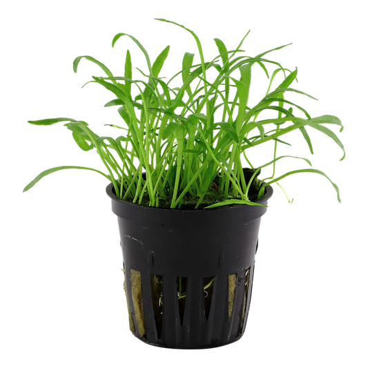 Lilaeopsis brasiliensis