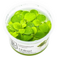 Limnobium laevigatum (Amazon frogbit)