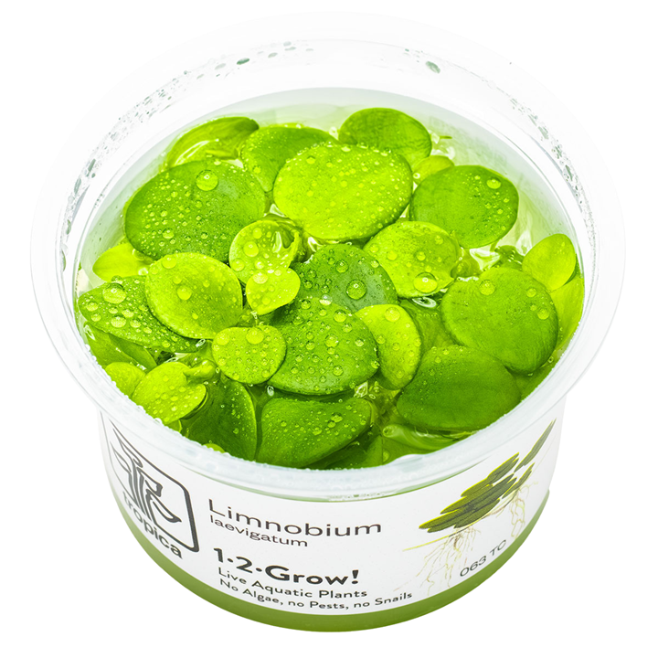 Limnobium laevigatum (Amazon frogbit)