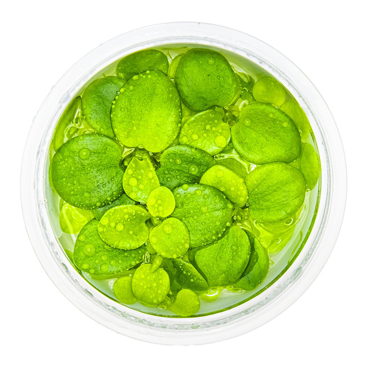Limnobium laevigatum (Amazon frogbit)