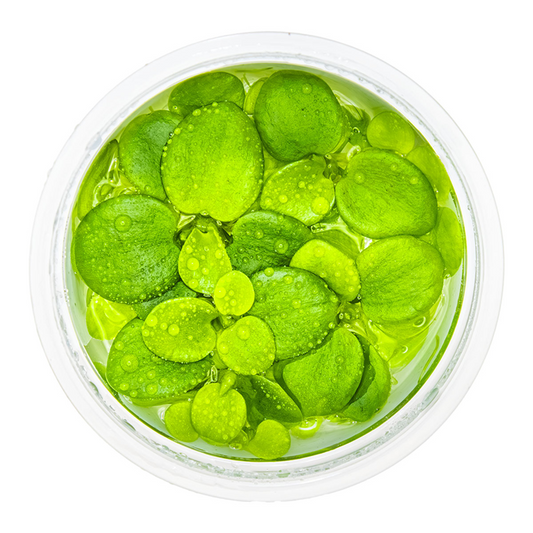 Limnobium laevigatum (Amazon frogbit)
