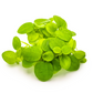 Limnobium laevigatum (Amazon frogbit)
