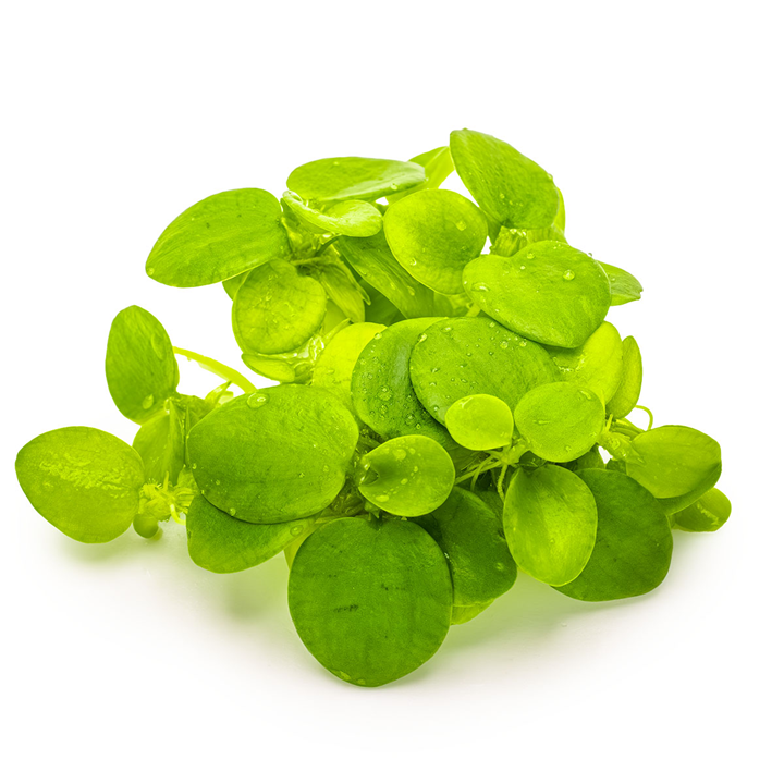 Limnobium laevigatum (Amazon frogbit)