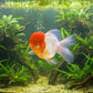 ORANDA - LION HEAD