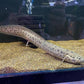 Marbled  Lungfish