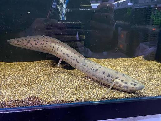 Marbled  Lungfish