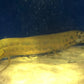 Marbled  Lungfish