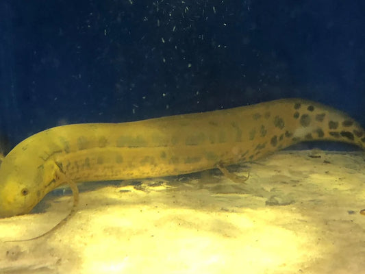 Marbled  Lungfish