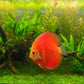 Discus -Marlboro Red Albino