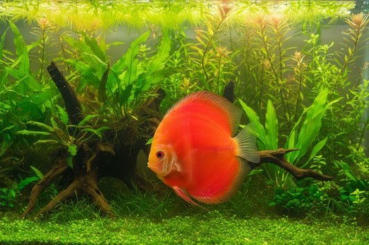 Discus -Marlboro Red Albino