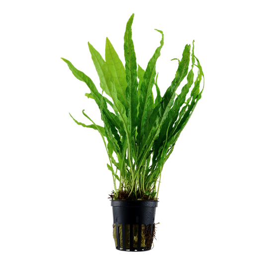 Microsorum pteropus