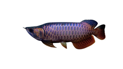 Premium Malaysian Golden Blue Base Arowana Copy 10