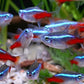 Bright Neon Tetra Fish swimming in an aquarium, ideal for neon tetra fish care.