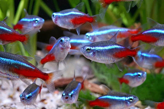 Bright Neon Tetra Fish swimming in an aquarium, ideal for neon tetra fish care.