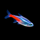 Brightly-colored Neon Tetra fish showcasing vibrant hues, perfect for neon tetra fish care in aquariums.