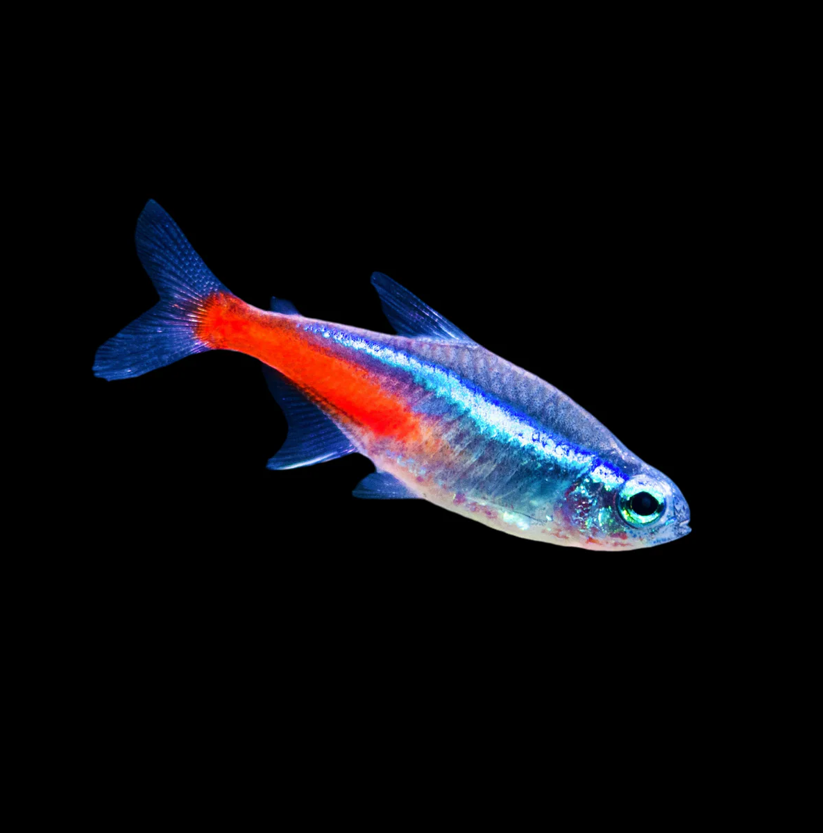 Brightly-colored Neon Tetra fish showcasing vibrant hues, perfect for neon tetra fish care in aquariums.