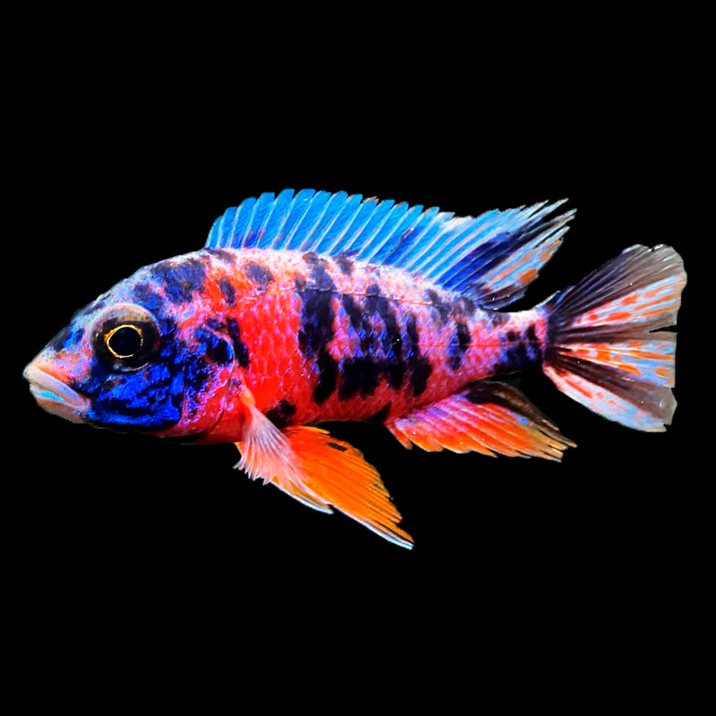 OB PEACOCK ( MIXED )