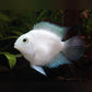 PLATINUM PARROT