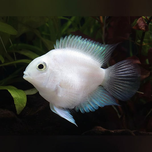 PLATINUM PARROT