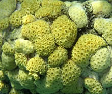 Palythoa natalensis biege