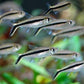 Penguin Tetra