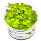 Phyllanthus fluitans - Red  Rooted Spurge