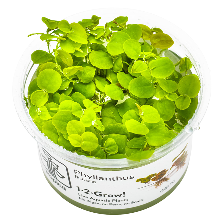 Phyllanthus fluitans - Red  Rooted Spurge