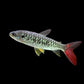 Pink Tail Characin