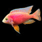 PINK PEACOCK