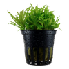 Pogostemon helferi