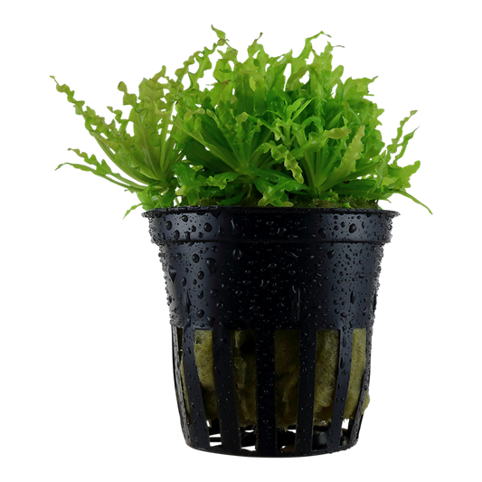 Pogostemon helferi