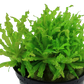 Pogostemon helferi
