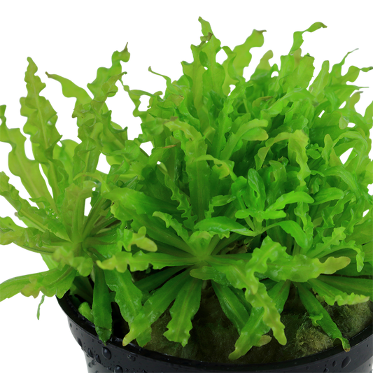Pogostemon helferi
