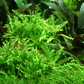 Pogostemon helferi