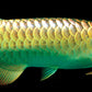 GOLDEN CROSS BACK AROWANA