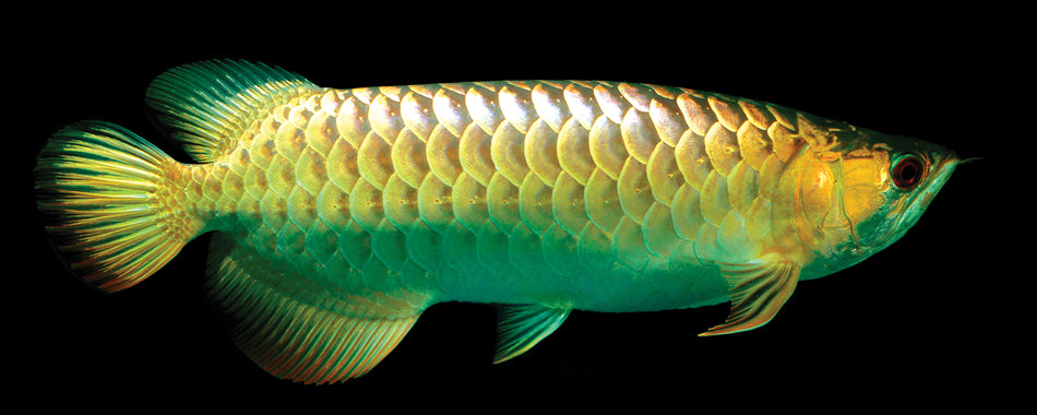 GOLDEN CROSS BACK AROWANA