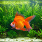 GOLD FISH - RYUKIN