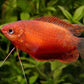 RED HONEY GOURAMI